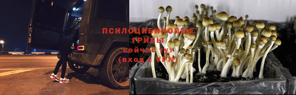 прущая мука Дрезна